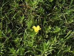 Ludwigia peploides montevidensis