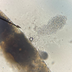 Didymocyrtis