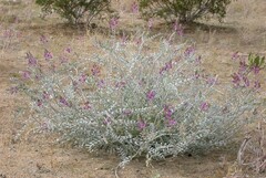 Astragalus lentiginosus borreganus