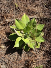 Agave guadalajarana
