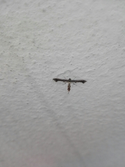 Anstenoptilia marmarodactyla