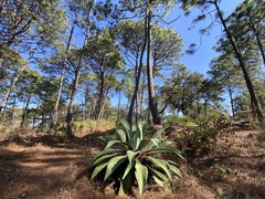 Agave guadalajarana