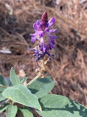 Lonchocarpus
