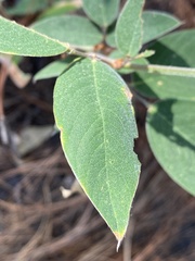 Lonchocarpus