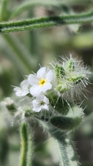 Johnstonella angustifolia