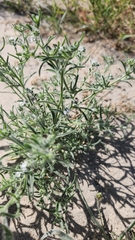 Johnstonella angustifolia