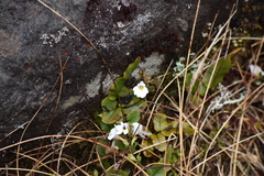 Euphrasia cuneata