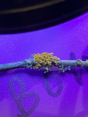 Polycauliona polycarpa