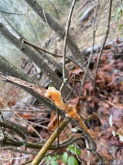 Fusicolla merismoides