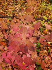 Viburnum acerifolium