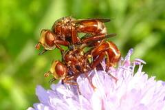 Sicus ferrugineus
