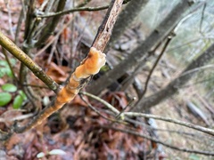 Fusicolla merismoides