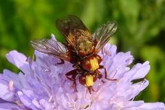 Sicus ferrugineus