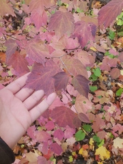Viburnum acerifolium