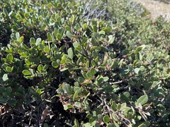 Arctostaphylos pumila