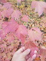 Viburnum acerifolium