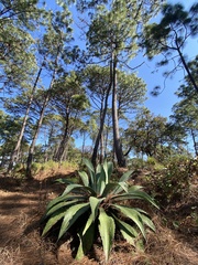 Agave maximiliana