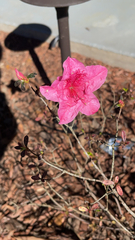 Rhododendron indicum