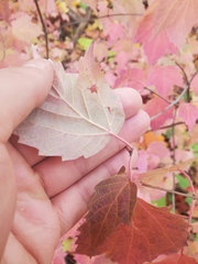Viburnum acerifolium