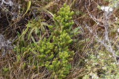 Olearia nummulariifolia