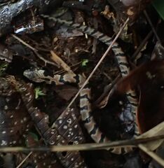 Atractus major