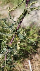 Prosopis velutina