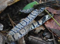 Atractus major