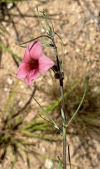 Sesamum triphyllum