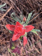 Castilleja nervata
