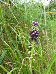 Muscari comosum
