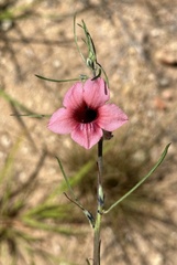 Sesamum triphyllum