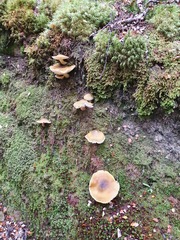 Tricholoma viridiolivaceum