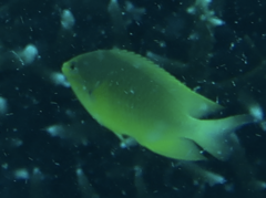 Pomacentrus amboinensis