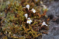 Euphrasia cuneata
