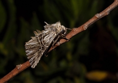 Omphalophana serrata