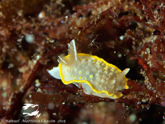 Diaphorodoris alba