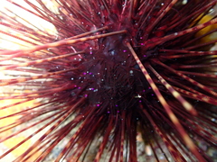 Centrostephanus longispinus