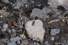 Neocicindela tuberculata