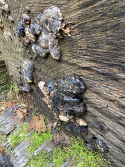 Camarops petersii