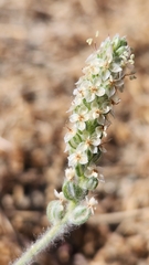 Plantago ovata