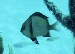 Dascyllus reticulatus