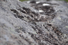 Maoricicada campbelli