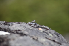 Maoricicada campbelli