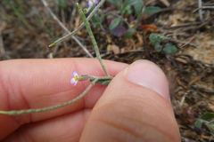 Malcolmia ramosissima