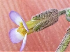 Malcolmia ramosissima