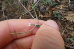 Malcolmia ramosissima