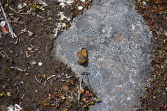 Lycaena boldenarum