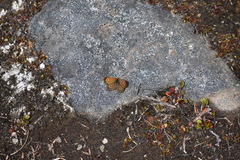 Lycaena boldenarum