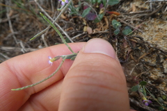 Malcolmia ramosissima