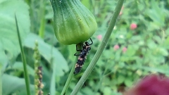 Coccinellini
